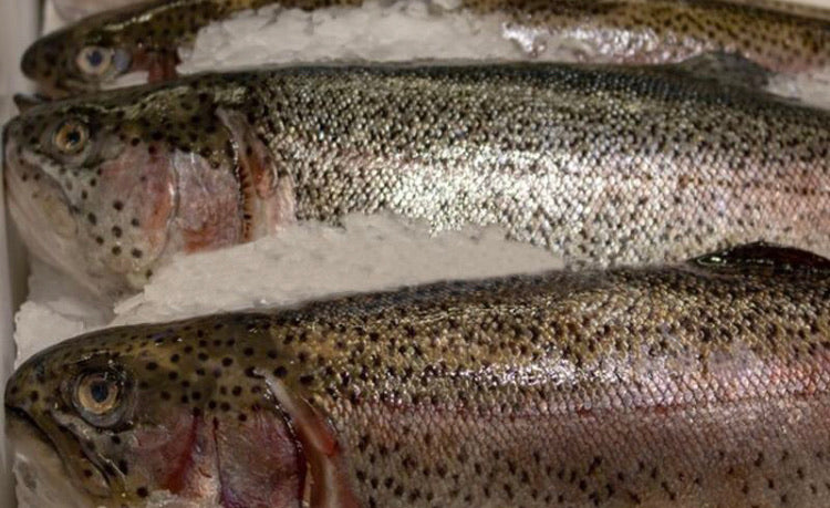 Whole Rainbow Trout