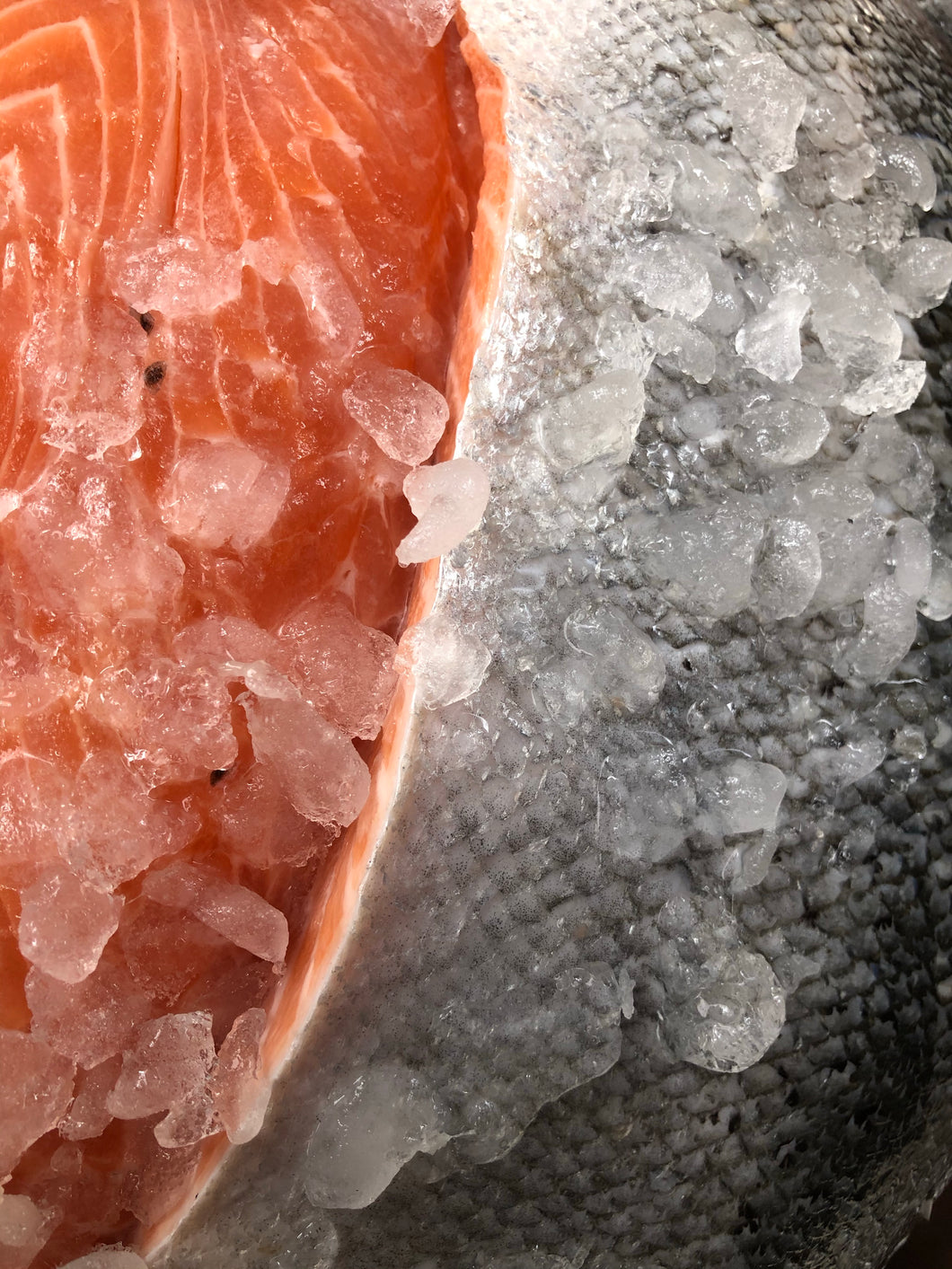 Salmon