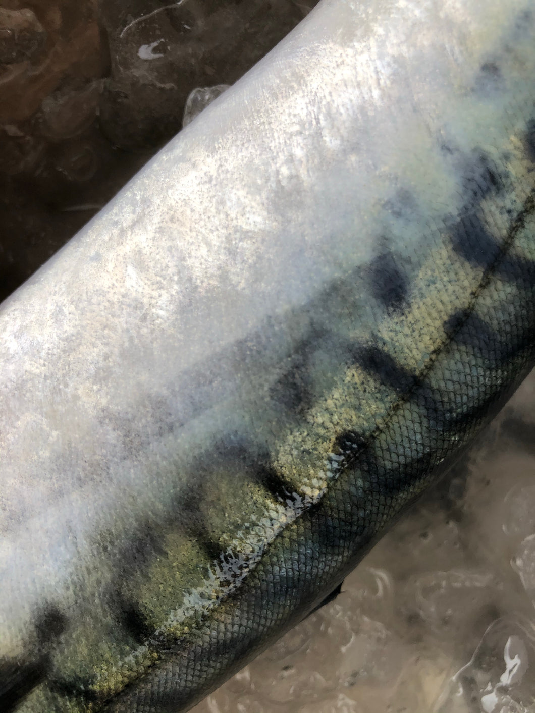 Mackerel Fillets